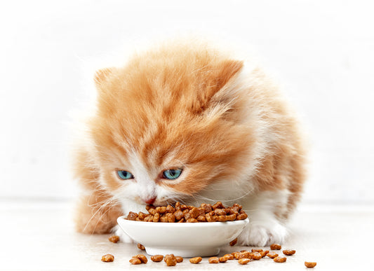 Darum scharrt die Katze neben ihrem Futternapf