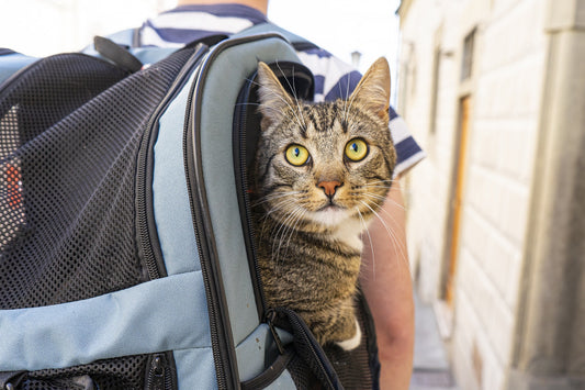 Urlaub mit Katze – Tipps für eine stressfreie Reise