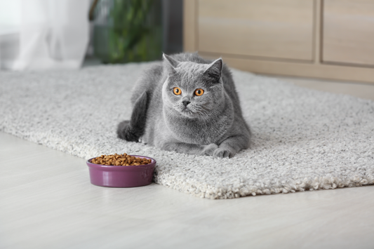 Hilfe! Meine Katze frisst nicht! Was soll ich tun?