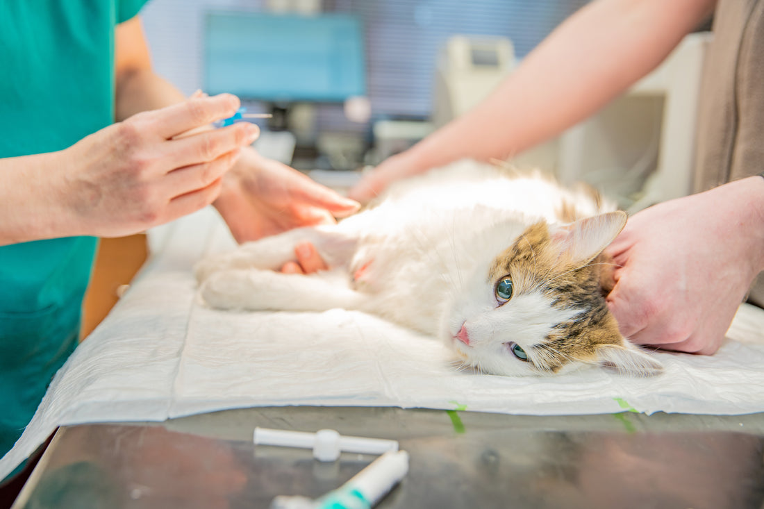 Kastration Katze wunderkatze.de