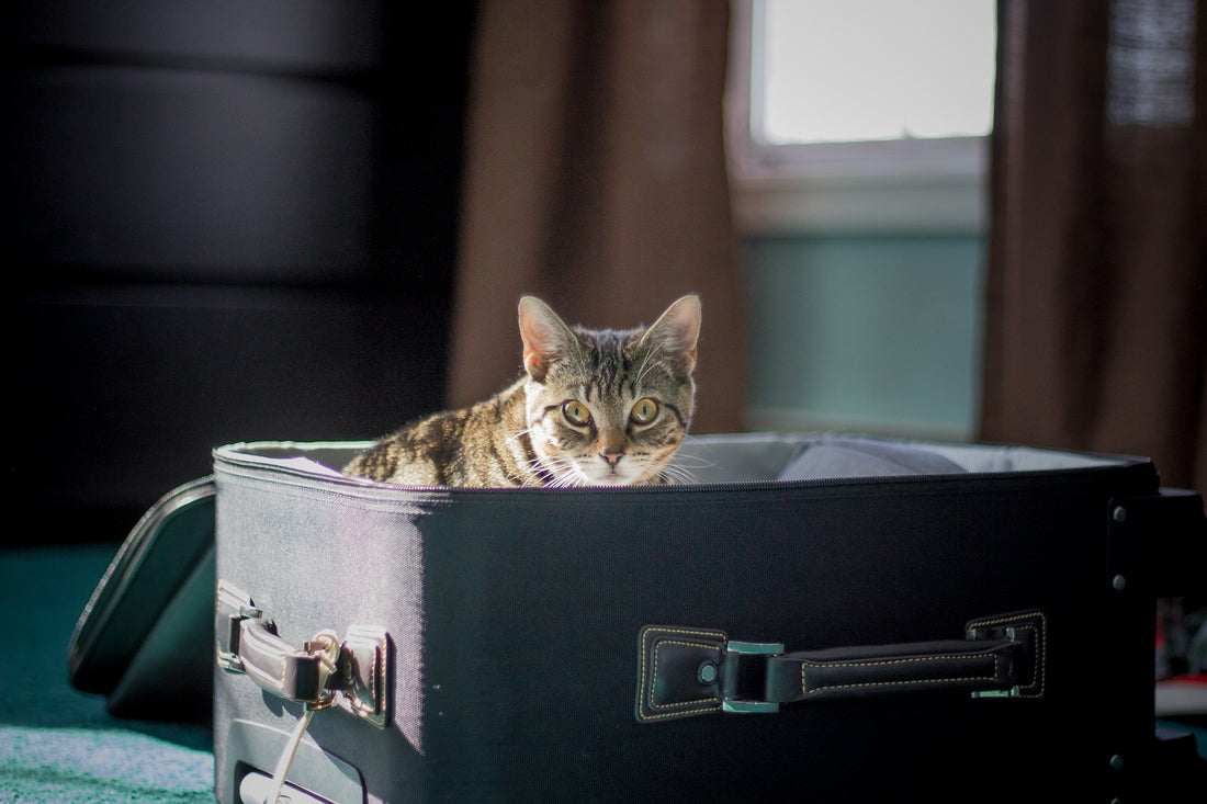 Urlaub ohne Katze: Tipps zur Unterbringung deiner Samtpfote